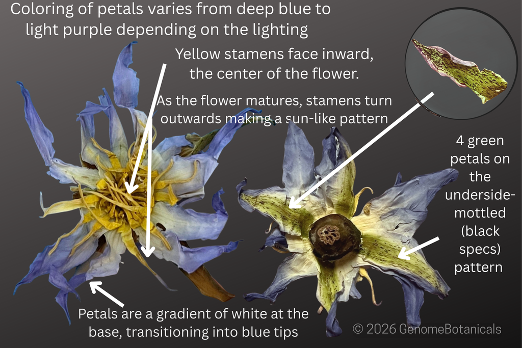 Nymphaea caerulea identification diagram labeling characteristic of flower petals and stamens