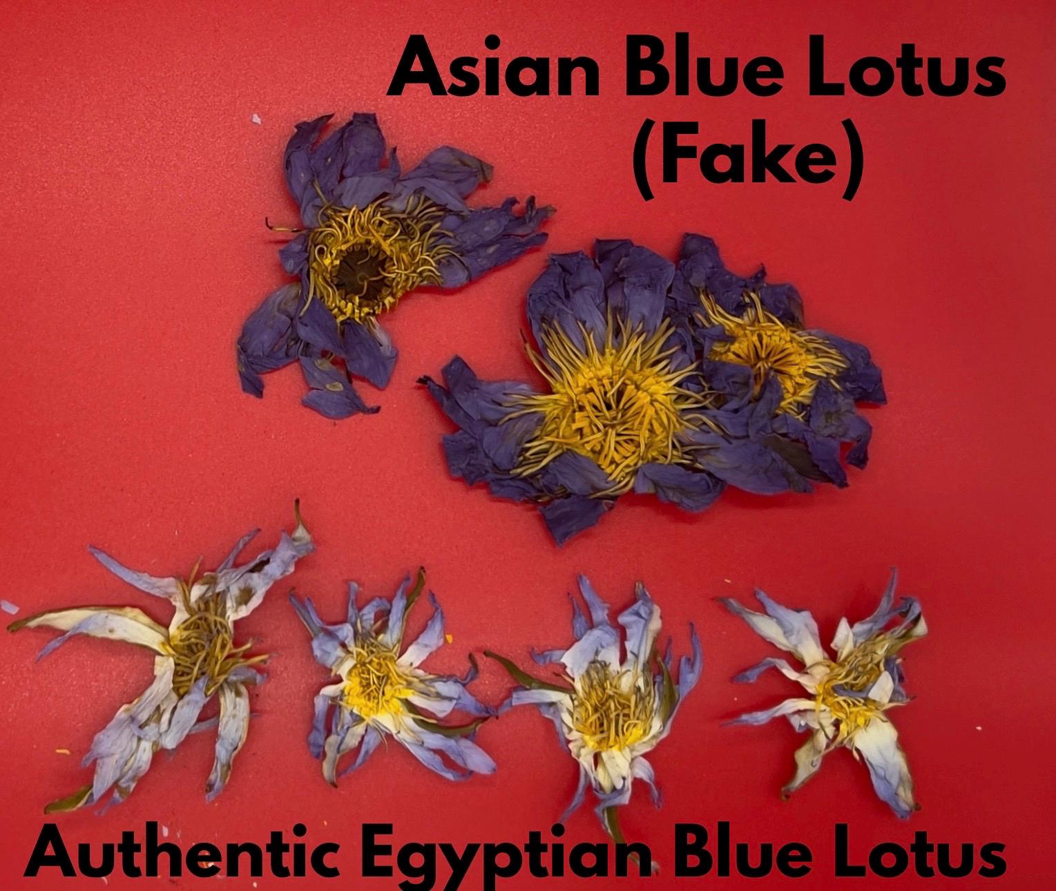 Comparison of Nymphaea nouchali and true Nymphaea caerulea on a red background