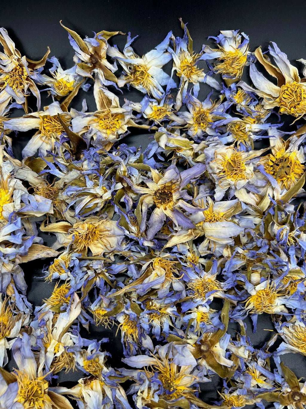 Genuine Nymphaea caerulea flowers blue petals - Full Frame